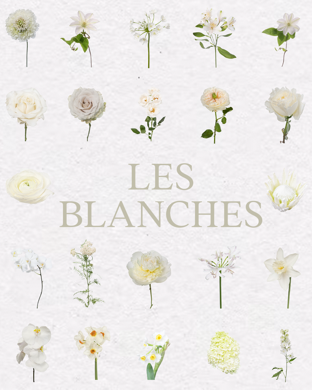 Floral Pack Procreate - Les Blanches