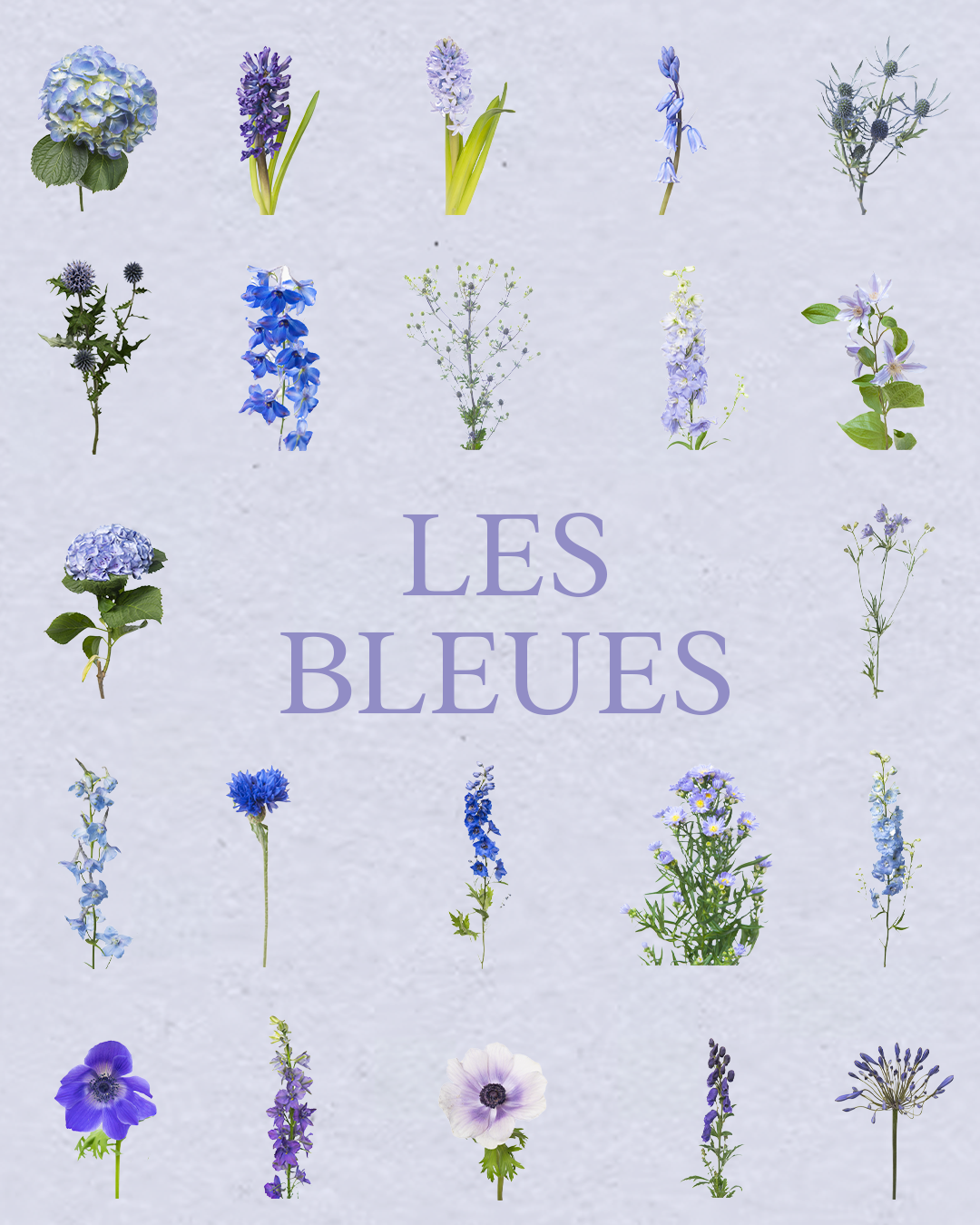 Floral Bundle Procreate – Collection Complète