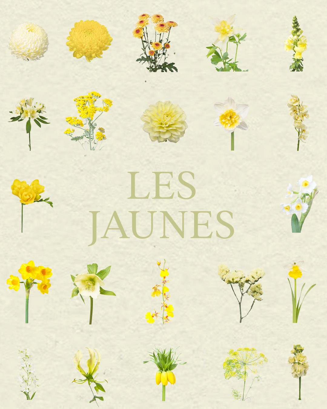 Floral Bundle Procreate – Collection Complète