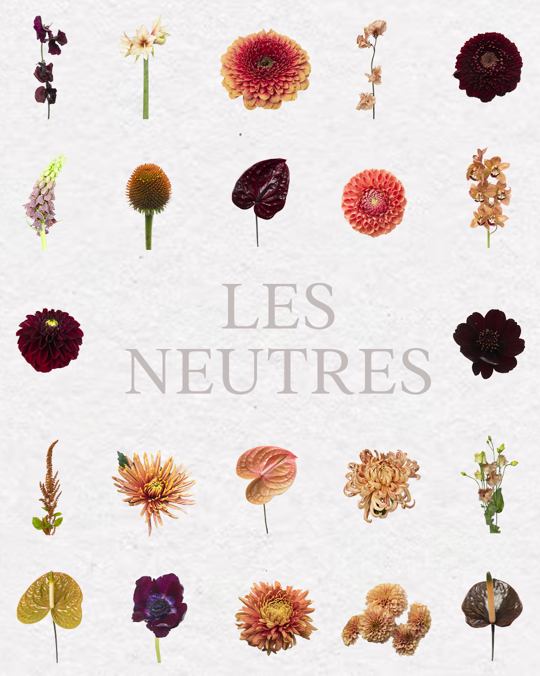 Floral Bundle Procreate – Collection Complète