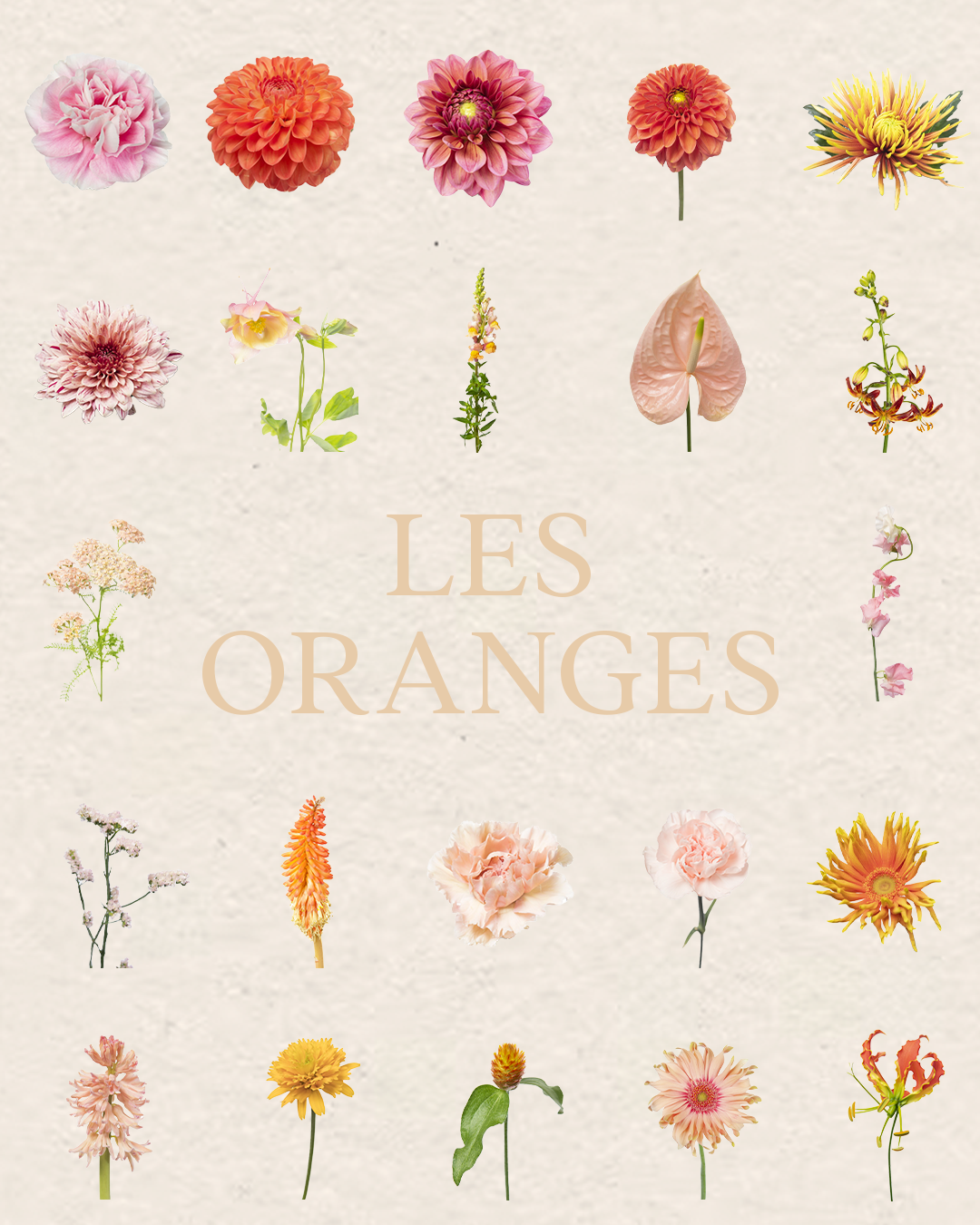 Floral Pack Procreate – Les Oranges
