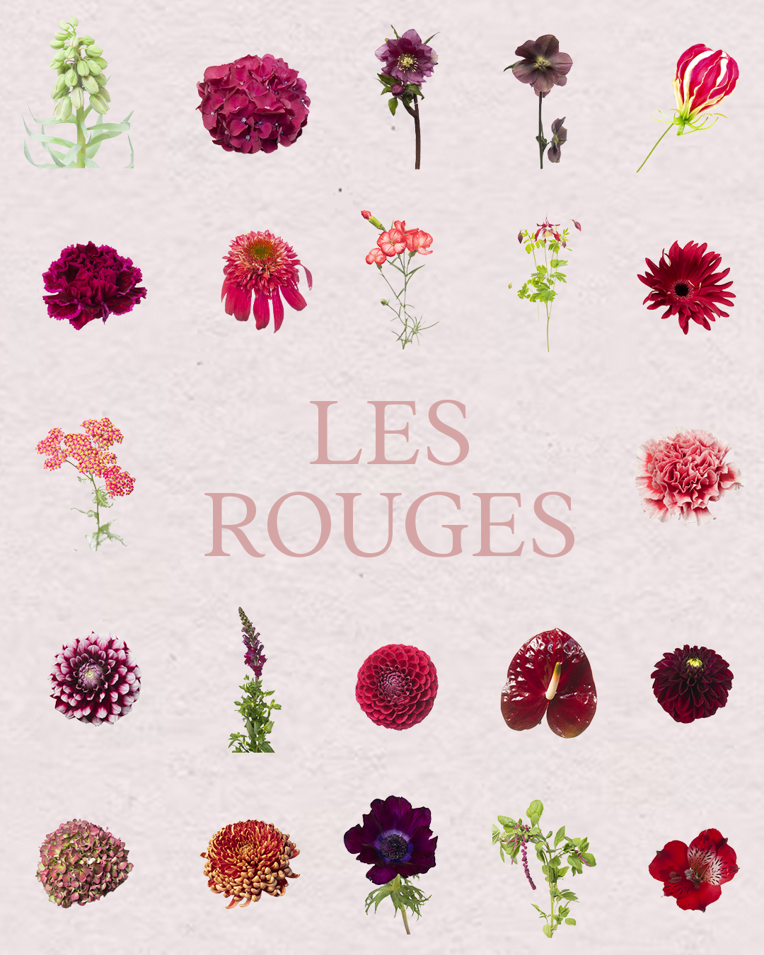 Floral Bundle Procreate – Collection Complète