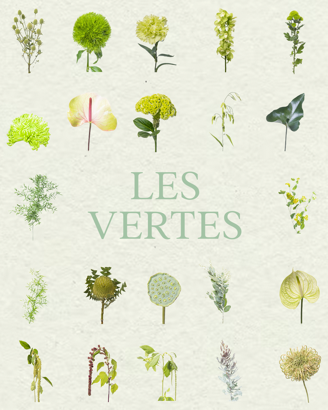 Floral Pack Procreate – Les Vertes