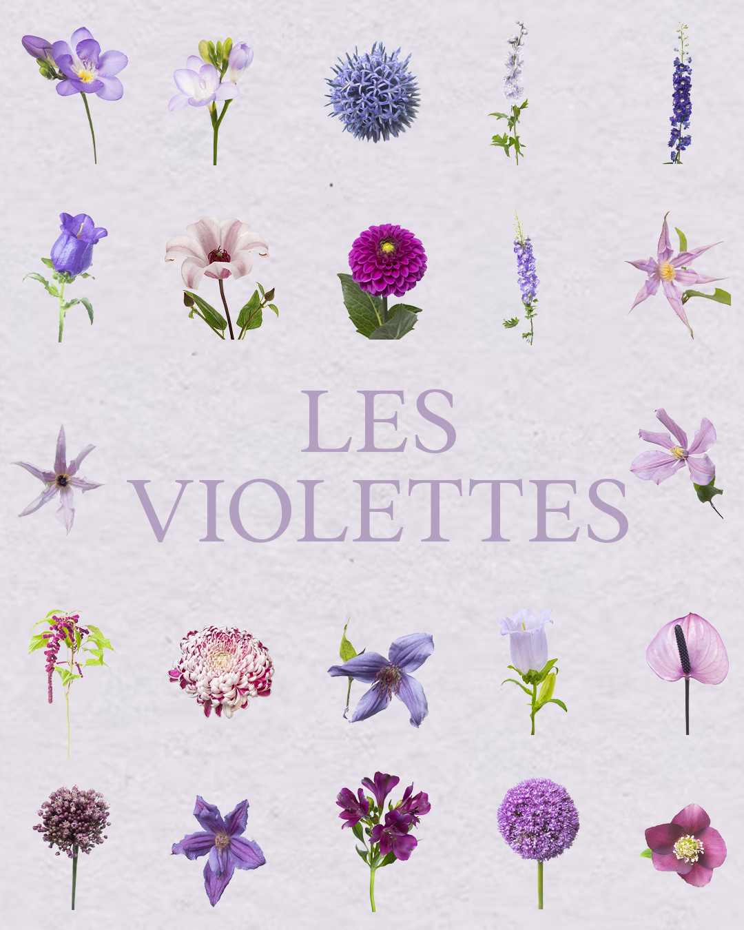 Floral Bundle Procreate – Collection Complète